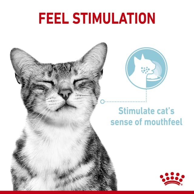  ROYAL CANIN SENSORY FEEL in Jelly 