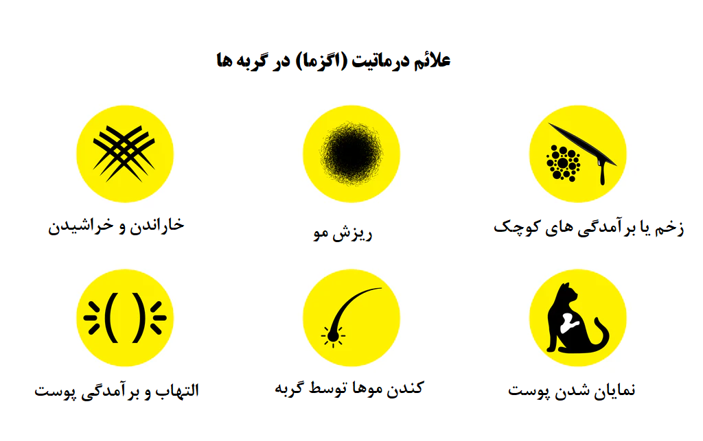 علائم درماتیت گربه 