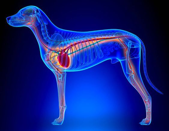 بیماری قلبی در سگ‌ها: علائم، دلایل، روش‌های درمان و پیشگیری